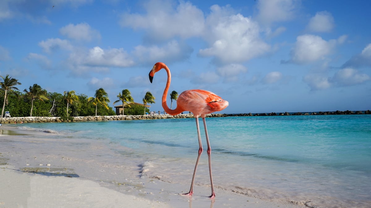 Flamingo Beach, Aruba